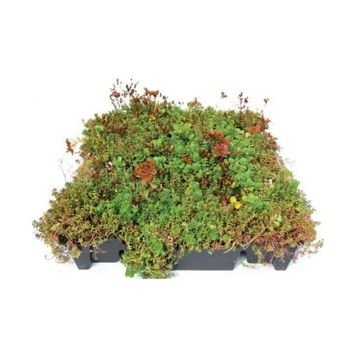 Green roof Sedum click system 37x57cm