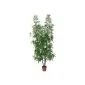 Artificial plants Bamboo 200cm