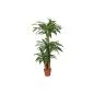 Artificial plants Dracena 145cm
