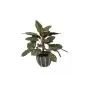 Artificial plants Galatea