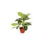 Artificial plant Galatea Luisae