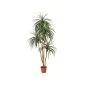 Artificial plants Nolina 185cm