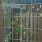 Concrete reinforcement mesh hot dip galvanized 2x3m 8/100mm