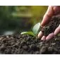 Potting soil