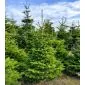 Christmas Tree Nordmann 1.75m - 2.00m sawn