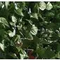 Artificial Hedge hedera fencing 1,5x3m