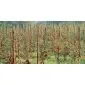 Palisade picket cylindrical ø12x150cm