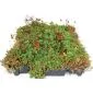 Green roof Sedum click system 45x50cm ready-made