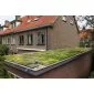 Green roof Sedum click system 45x50cm ready-made