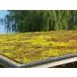 Green roof Sedum click system 45x50cm ready-made