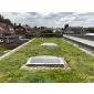 Green roof Sedum click system 45x50cm ready-made