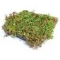Green roof Sedum click system 45x50cm ready-made